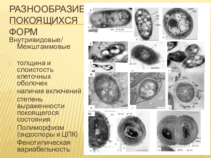 РАЗНООБРАЗИЕ ПОКОЯЩИХСЯ ФОРМ Внутривидовые/ Межштаммовые толщина и слоистость клеточных оболочек наличие включений