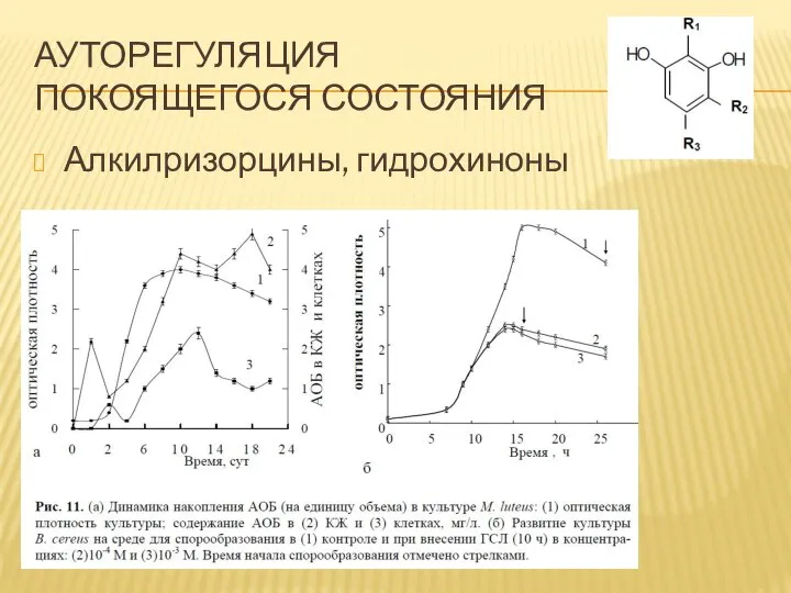 АУТОРЕГУЛЯЦИЯ ПОКОЯЩЕГОСЯ СОСТОЯНИЯ Алкилризорцины, гидрохиноны