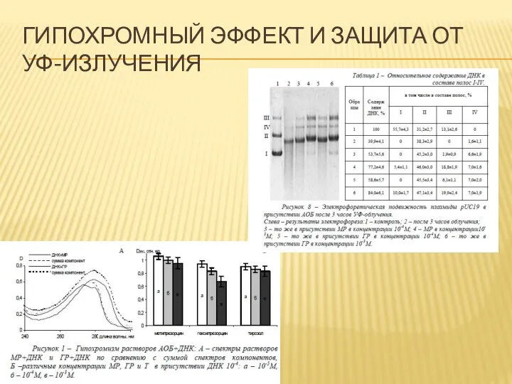 ГИПОХРОМНЫЙ ЭФФЕКТ И ЗАЩИТА ОТ УФ-ИЗЛУЧЕНИЯ