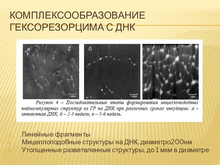 КОМПЛЕКСООБРАЗОВАНИЕ ГЕКСОРЕЗОРЦИМА С ДНК Линейные фрагменты Мицеллоподобные структуры на ДНК, диаметро200нм Утолщенные