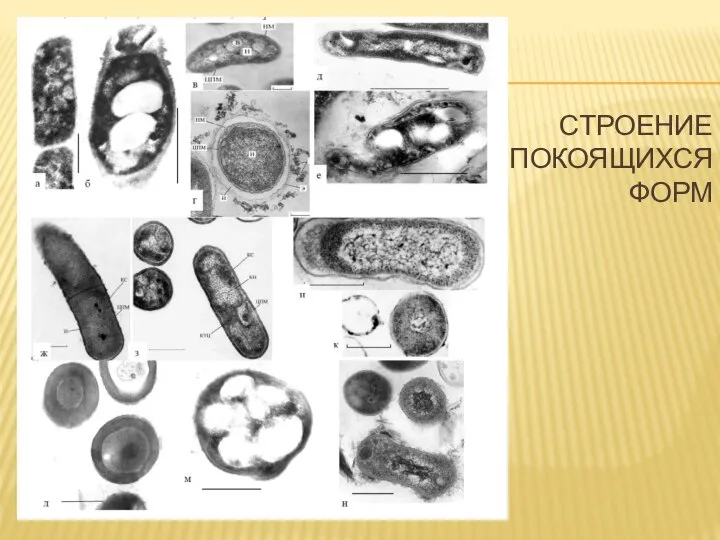 СТРОЕНИЕ ПОКОЯЩИХСЯ ФОРМ