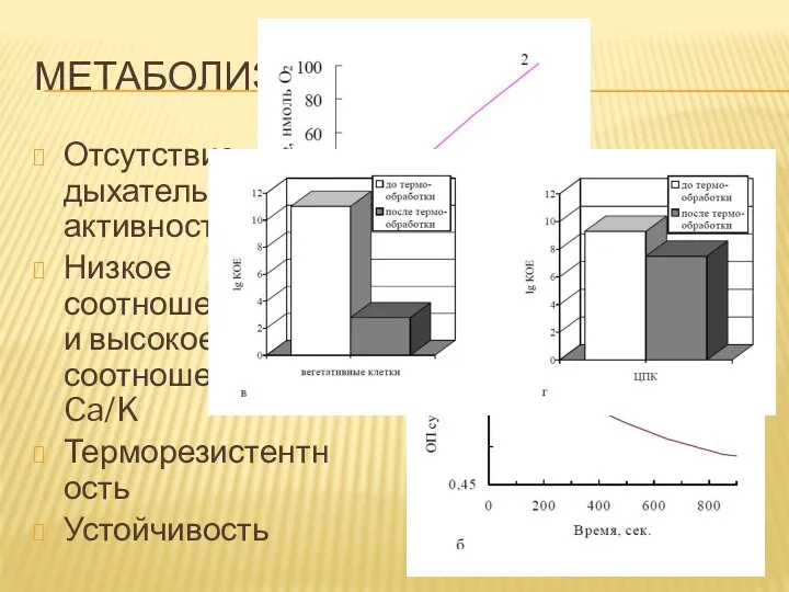 МЕТАБОЛИЗМ Отсутствие дыхательной активности Низкое соотношение P/S, и высокое соотношение Ca/K Терморезистентность Устойчивость