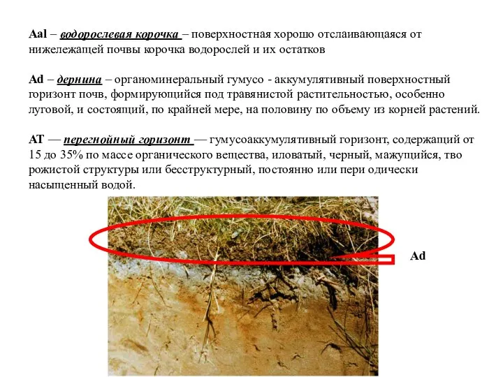 Aal – водорослевая корочка – поверхностная хорошо отслаивающаяся от нижележащей почвы корочка