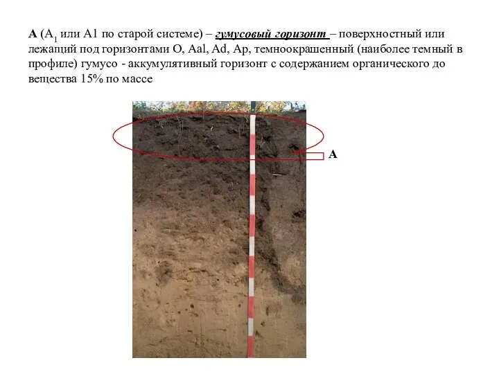 A (A1 или А1 по старой системе) – гумусовый горизонт – поверхностный