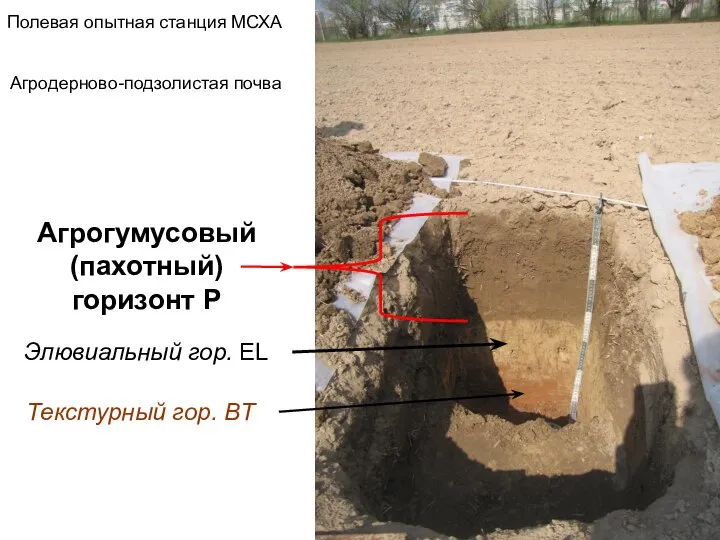 Полевая опытная станция МСХА Агродерново-подзолистая почва Агрогумусовый (пахотный) горизонт P Элювиальный гор. EL Текстурный гор. BT