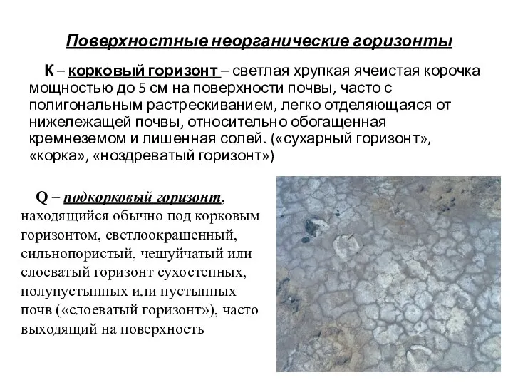 К – корковый горизонт – светлая хрупкая ячеистая корочка мощностью до 5