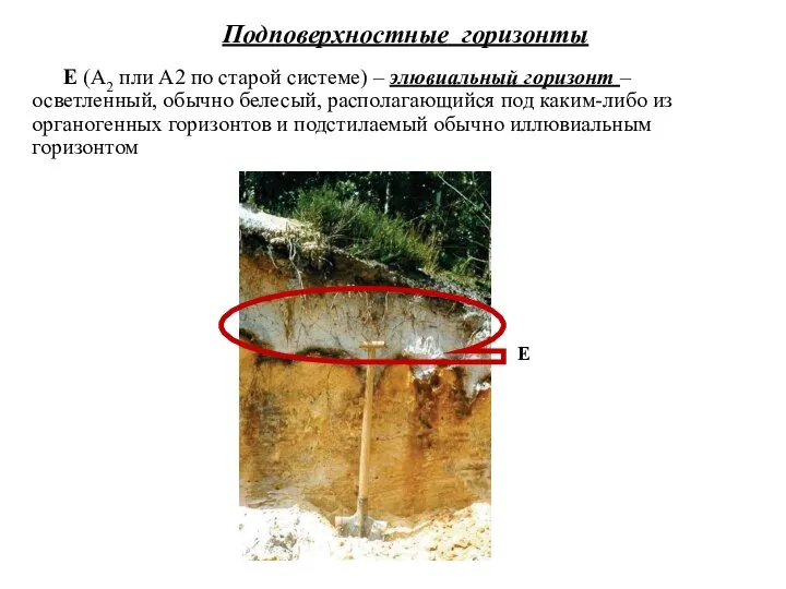 Е (А2 пли А2 по старой системе) – элювиальный горизонт – осветленный,