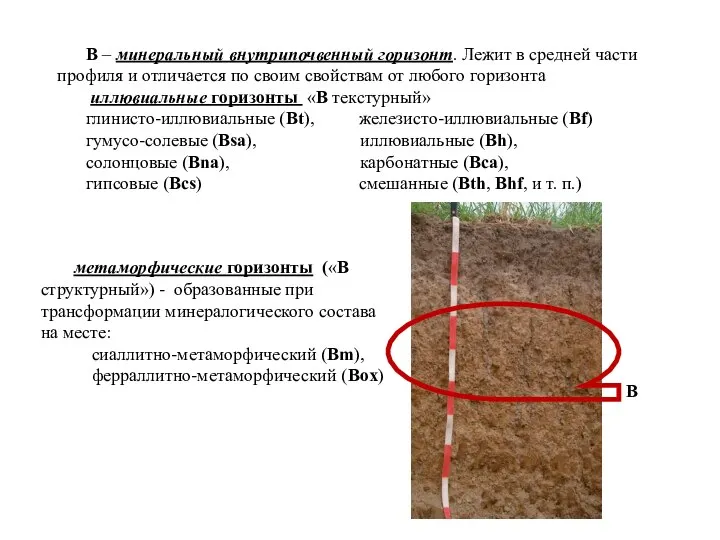 В – минеральный внутрипочвенный горизонт. Лежит в средней части профиля и отличается