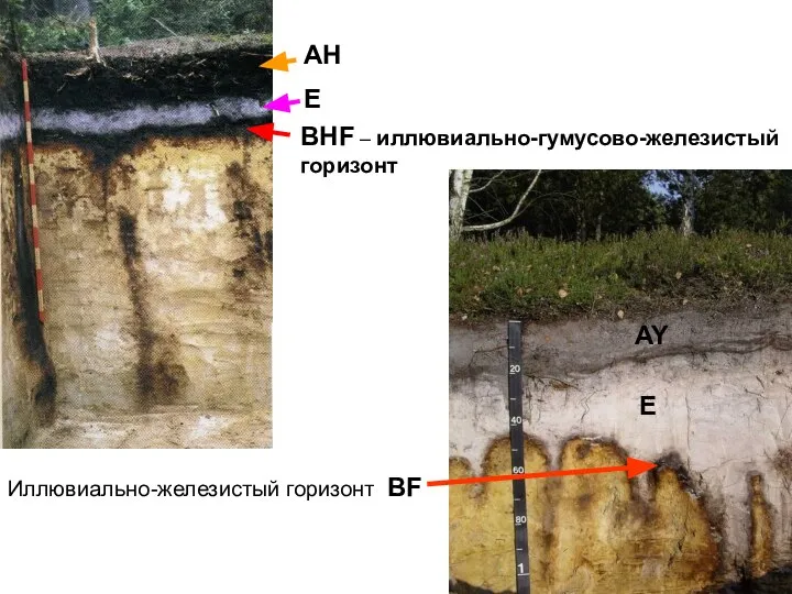 BHF – иллювиально-гумусово-железистый горизонт АН Е AY E Иллювиально-железистый горизонт BF