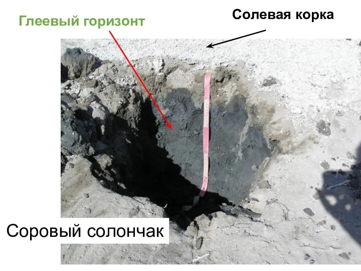 Солевая корка Глеевый горизонт Соровый солончак