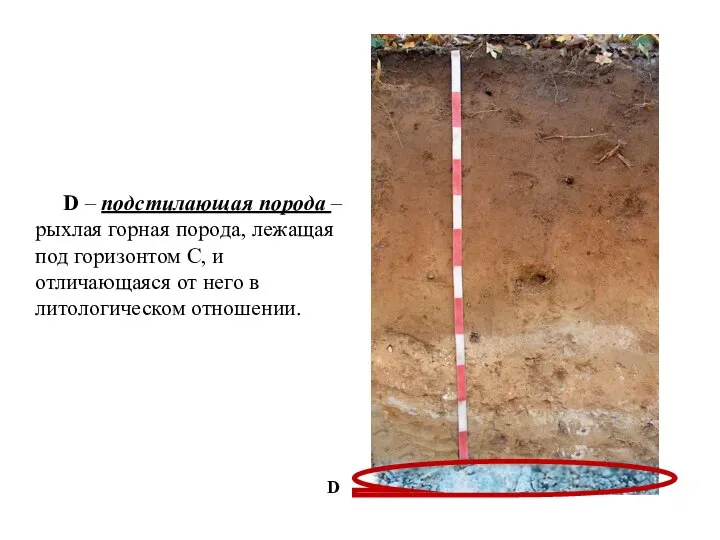 D – подстилающая порода – рыхлая горная порода, лежащая под горизонтом С,