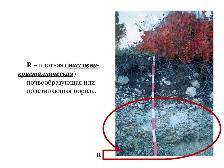 R – плотная (массивно-кристаллическая) почвообразующая или подстилающая порода. R
