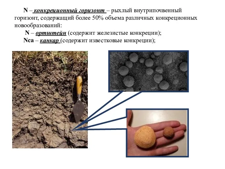 N – конкреционный горизонт – рыхлый внутрипочвенный горизонт, содержащий более 50% объема