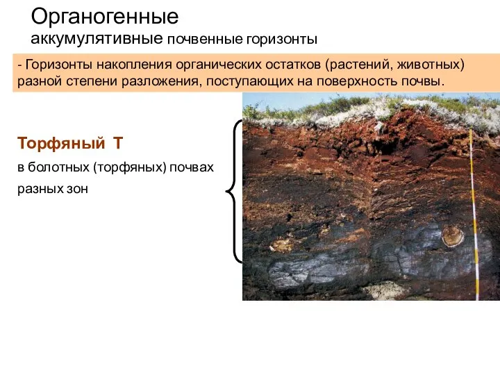 Органогенные аккумулятивные почвенные горизонты Торфяный Т в болотных (торфяных) почвах разных зон