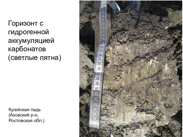 Горизонт с гидрогенной аккумуляцией карбонатов (светлые пятна) Кугейская падь (Азовский р-н, Ростовская обл.)