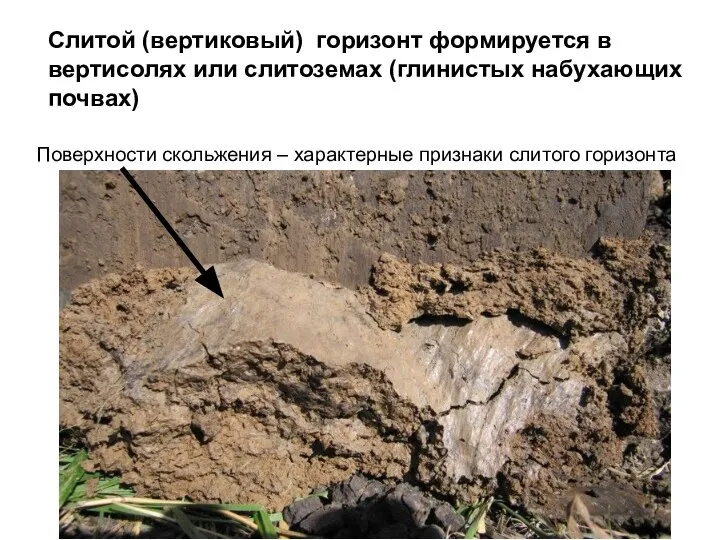 Слитой (вертиковый) горизонт формируется в вертисолях или слитоземах (глинистых набухающих почвах) Поверхности