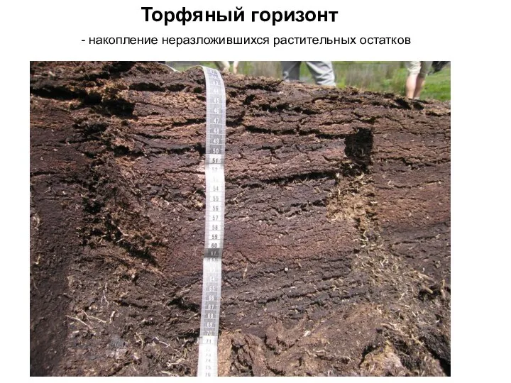 Торфяный горизонт - накопление неразложившихся растительных остатков