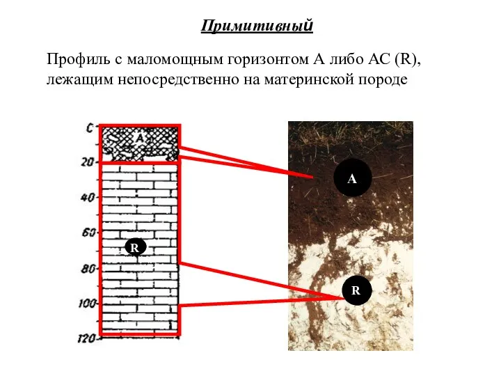 Примитивный Профиль с маломощным горизонтом А либо АС (R), лежащим непосредственно на