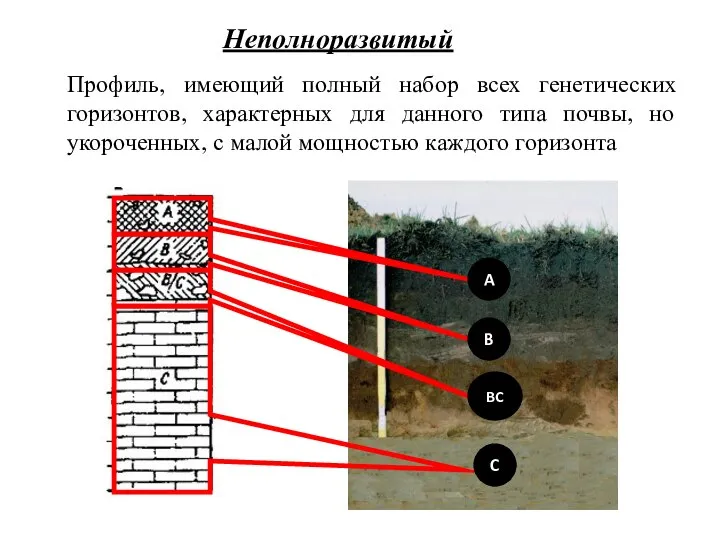 Профиль, имеющий полный набор всех генетических горизонтов, характерных для данного типа почвы,