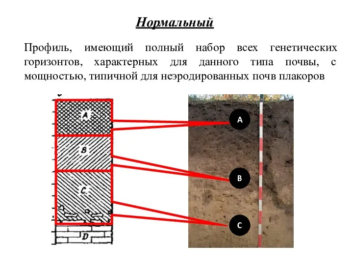 A B C Профиль, имеющий полный набор всех генетических горизонтов, характерных для