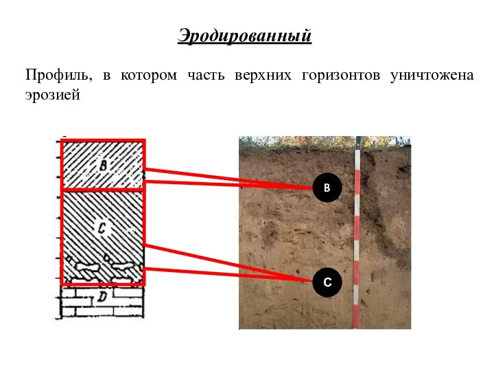 B С Профиль, в котором часть верхних горизонтов уничтожена эрозией Эродированный