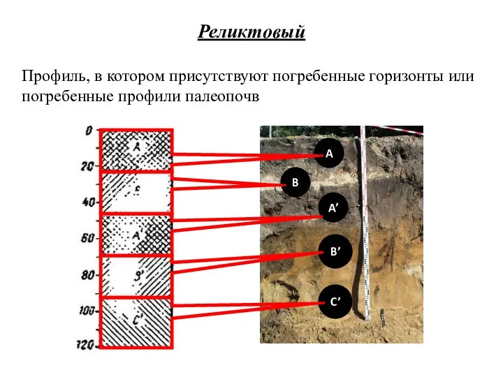 A B A’ B’ C’ Профиль, в котором присутствуют погребенные горизонты или погребенные профили палеопочв Реликтовый