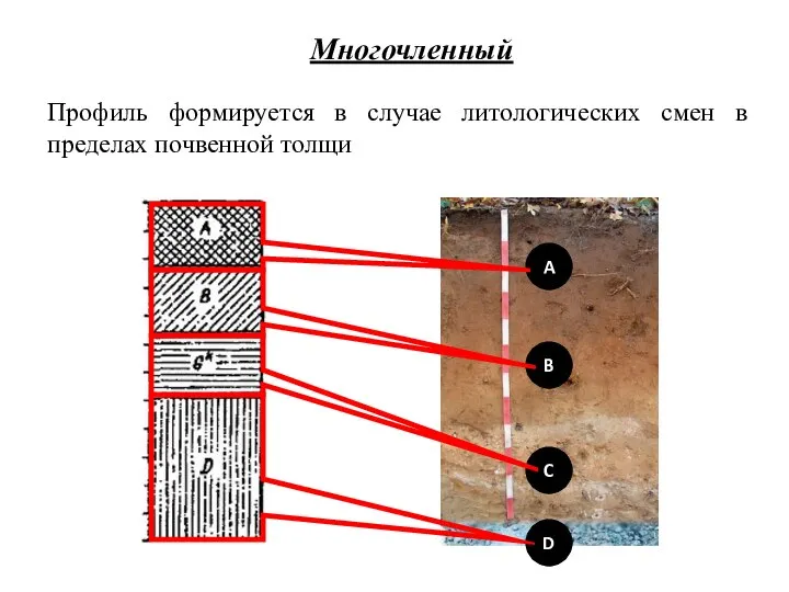 A B C D Профиль формируется в случае литологических смен в пределах почвенной толщи Многочленный