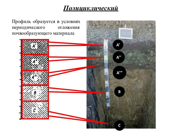 A’ A’’ A’’’ B C Профиль образуется в условиях периодического отложения почвообразующего материала Полициклический