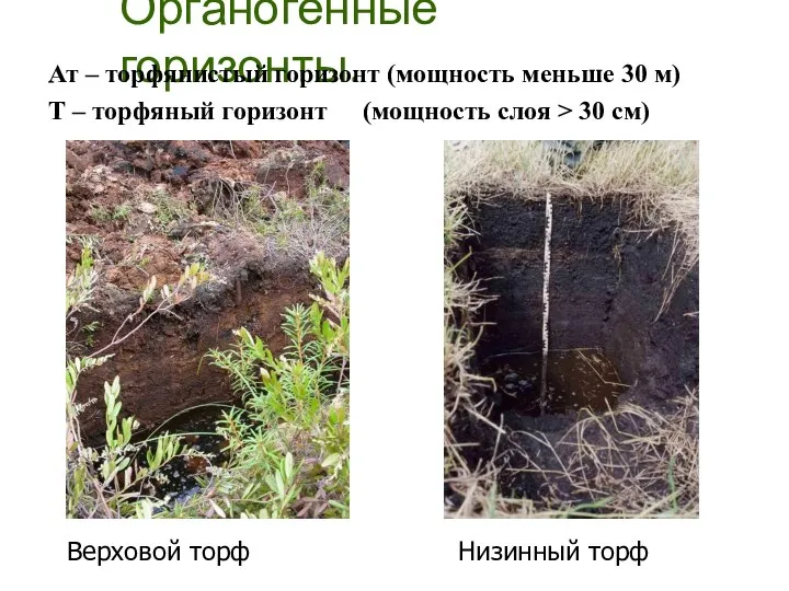 Органогенные горизонты. Ат – торфянистый горизонт (мощность меньше 30 м) Т –