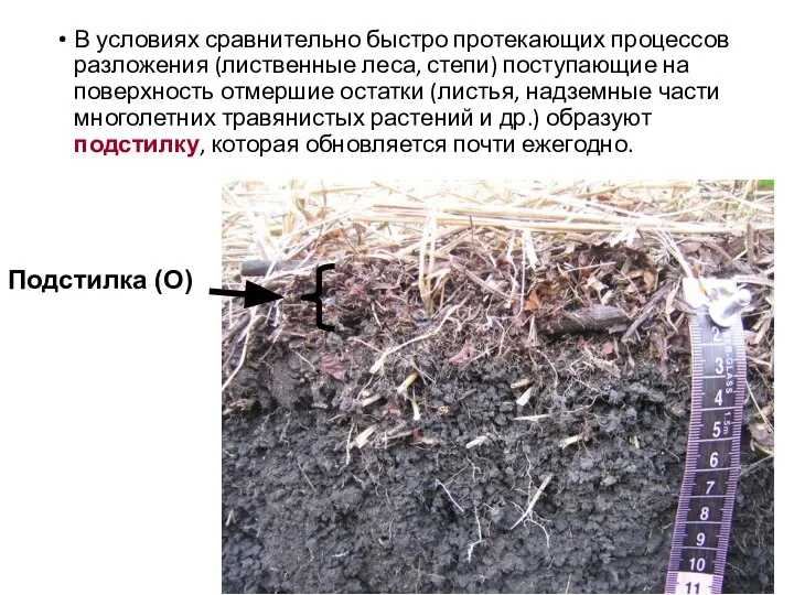 В условиях сравнительно быстро протекающих процессов разложения (лиственные леса, степи) поступающие на