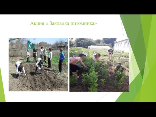 Акция « Закладка питомника»