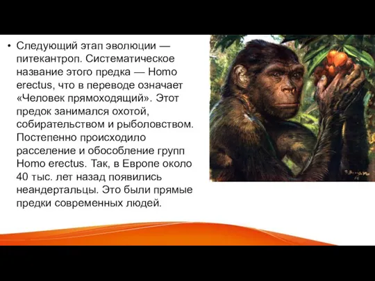 Следующий этап эволюции — питекантроп. Систематическое название этого предка — Homo erectus,