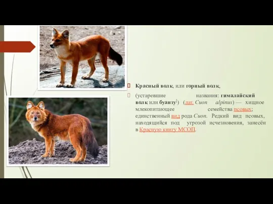 Добавьте заголовок слайда - 6 Красный волк, или горный волк, (устаревшие названия: