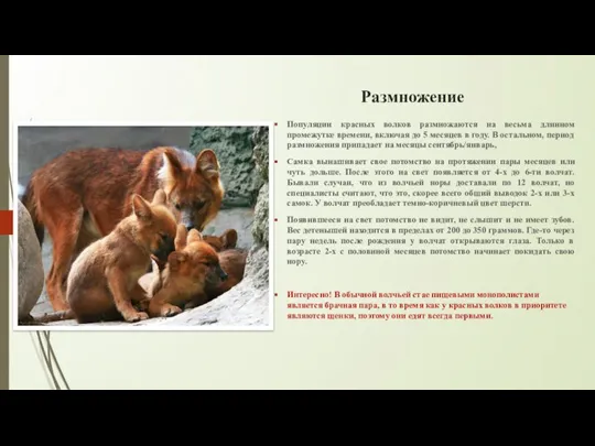 Размножение Популяции красных волков размножаются на весьма длинном промежутке времени, включая до
