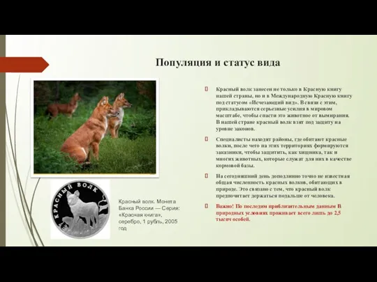 Популяция и статус вида Красный волк занесен не только в Красную книгу