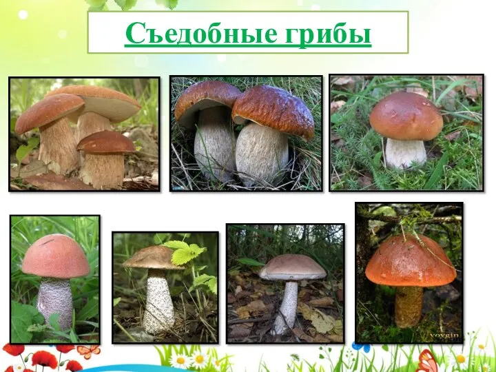 Съедобные грибы