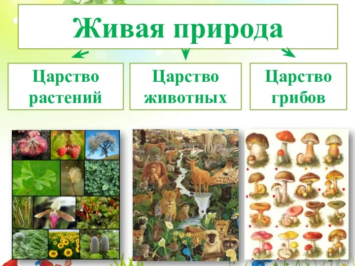 Живая природа Царство растений Царство животных Царство грибов