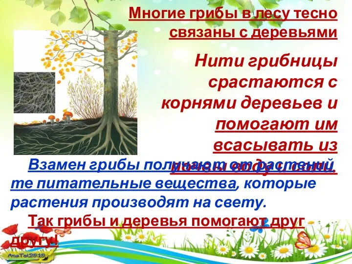 Нити грибницы срастаются с корнями деревьев и помогают им всасывать из почвы