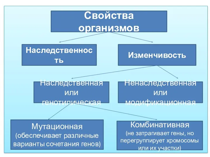 Свойства организмов Наследственность Изменчивость Наследственная или генотипическая Ненаследственная или модификационная Мутационная (обеспечивает