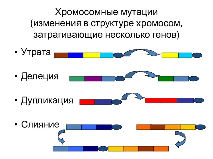 Хромосомные мутации (изменения в структуре хромосом, затрагивающие несколько генов) Утрата Делеция Дупликация Слияние