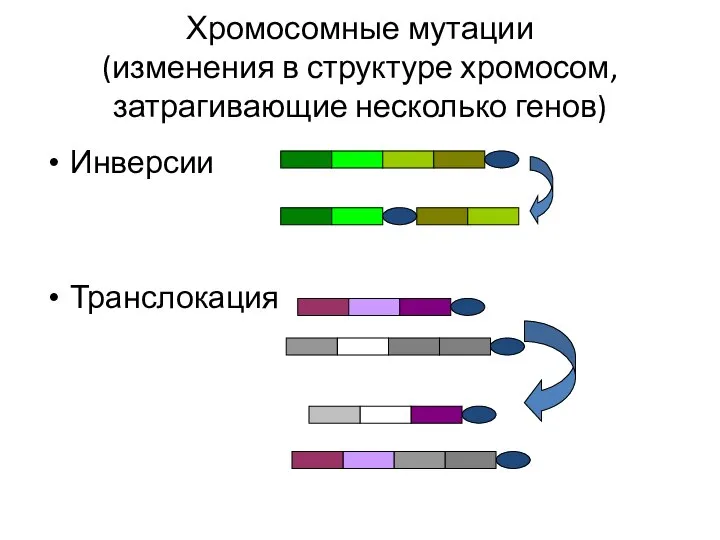 Хромосомные мутации (изменения в структуре хромосом, затрагивающие несколько генов) Инверсии Транслокация