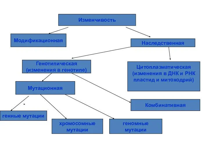 Классификация форм изменчивости Изменчивость Модификационная Наследственная Генотипическая (изменения в генотипе) Цитоплазматическая (изменения