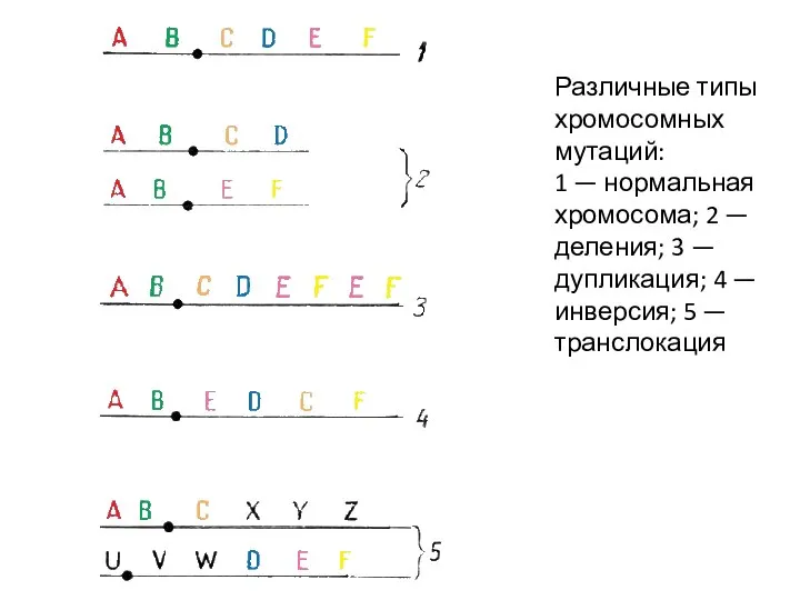 Различные типы хромосомных мутаций: 1 — нормальная хромосома; 2 — деления; 3