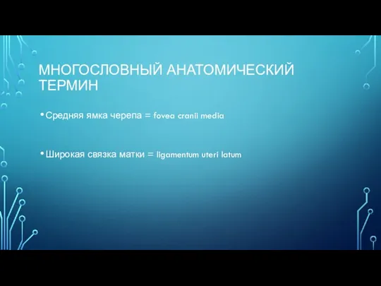 МНОГОСЛОВНЫЙ АНАТОМИЧЕСКИЙ ТЕРМИН Средняя ямка черепа = fovea cranii media Широкая связка