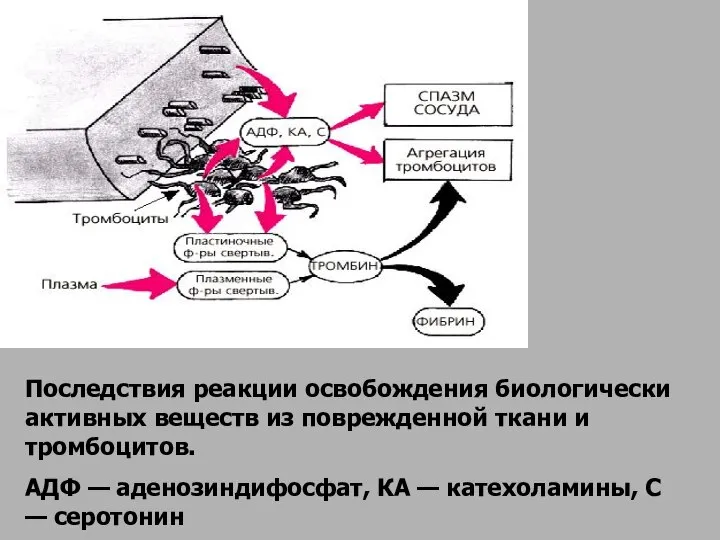 Последствия реакции освобождения биологически активных веществ из поврежденной ткани и тромбоцитов. АДФ