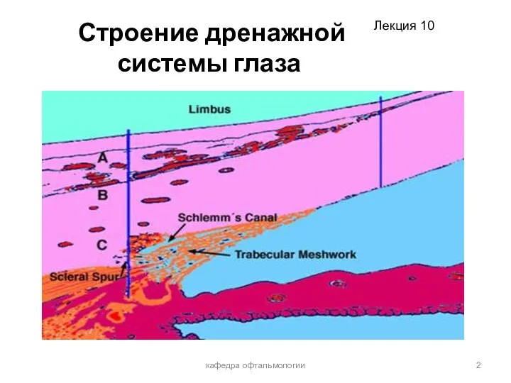 Строение дренажной системы глаза кафедра офтальмологии