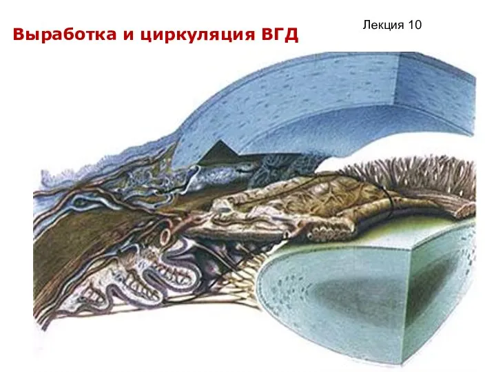 кафедра офтальмологии Выработка и циркуляция ВГД