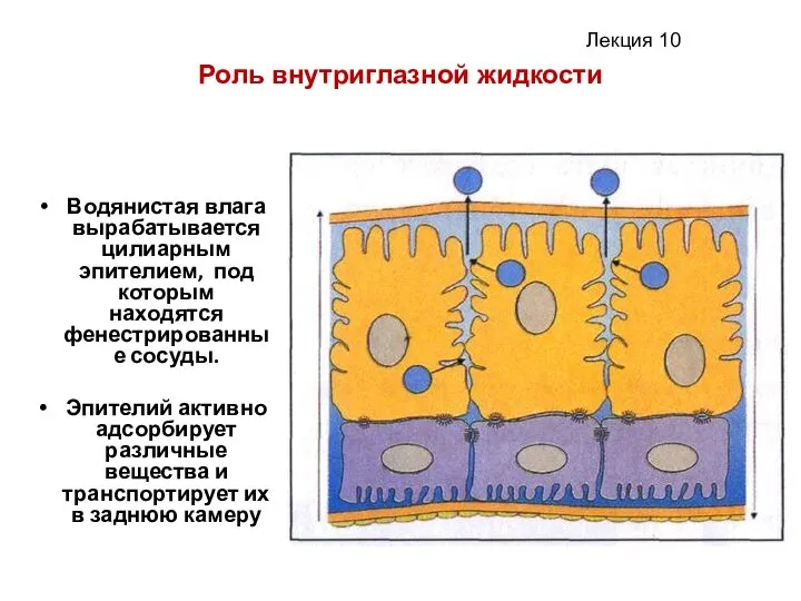 Роль внутриглазной жидкости Водянистая влага вырабатывается цилиарным эпителием, под которым находятся фенестрированные