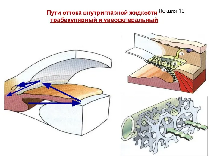 Пути оттока внутриглазной жидкости – трабекулярный и увеосклеральный