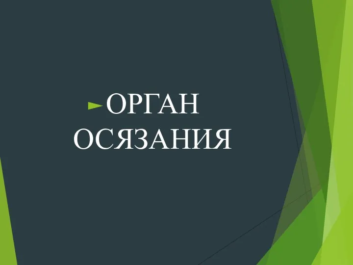 ОРГАН ОСЯЗАНИЯ